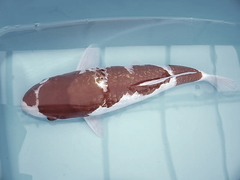 Killikus&reg; Fotographie